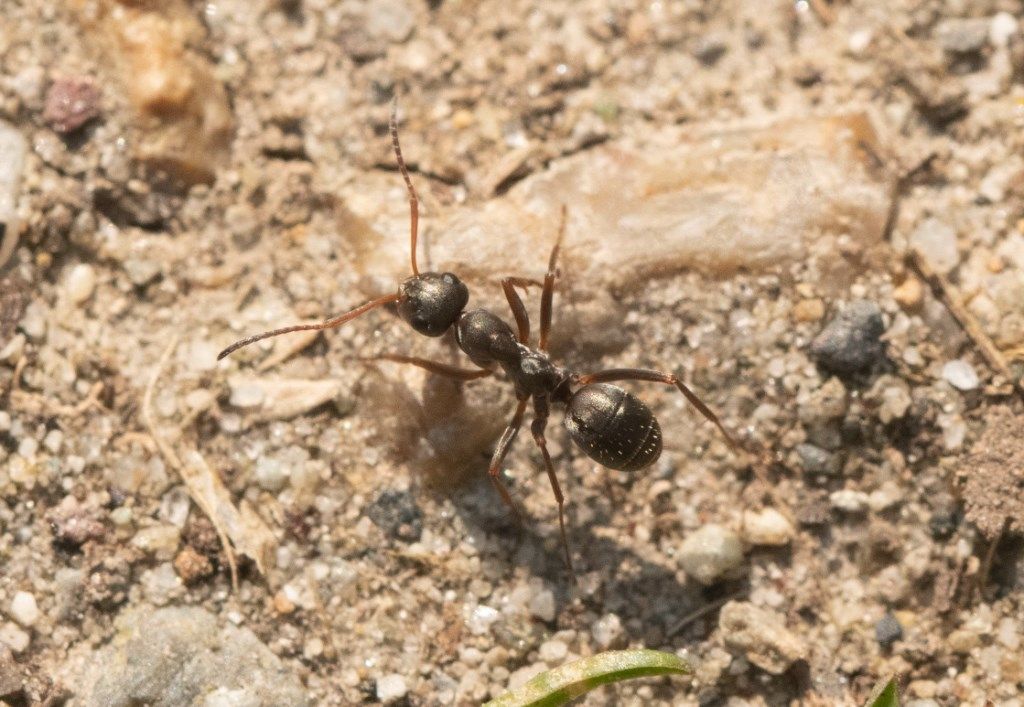Formicidae: Formica (Serviformica) sp.